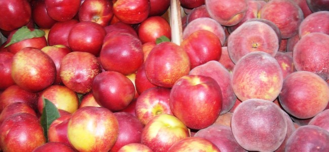 Frutticoltura nella pianura di Sibari. «Economia, qualità e sicurezza alimentare» Frutticoltura nella pianura di Sibari. «Economia, qualità e sicurezza alimentare»
