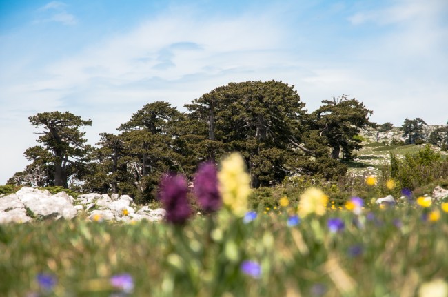 Amendolara. Tutta la bellezza del Pollino negli scatti di un reporter Amendolara. Tutta la bellezza del Pollino negli scatti di un reporter