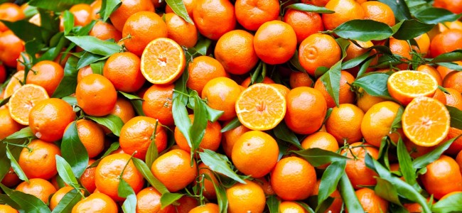 Agricoltura. Clementine della Sibaritide nel decreto “Emergenze” approvato in Senato Agricoltura. Clementine della Sibaritide nel decreto “Emergenze” approvato in Senato