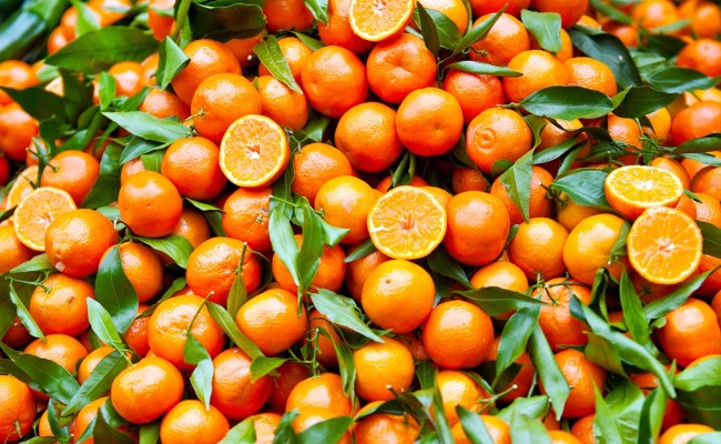 Agricoltura. Clementine della Sibaritide nel decreto “Emergenze” approvato in Senato