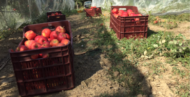 Le mele del Pollino pronte per la raccolta. Puoi ordinare la tua cassetta che riceverai a casa (VIDEO)