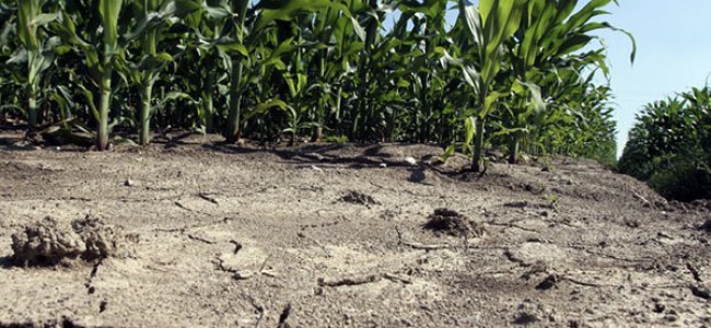Alto Jonio a rischio siccità. La preoccupazione degli agricoltori e il silenzio del Consorzio di Bonifica Alto Jonio a rischio siccità. La preoccupazione degli agricoltori e il silenzio del Consorzio di Bonifica