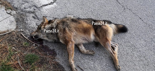 Rinvenuto un lupo morto a Morano Calabro Rinvenuto un lupo morto a Morano Calabro
