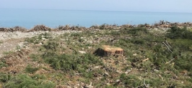 Taglio alberi a Montegiordano. Comitato cittadino chiede accesso agli atti
