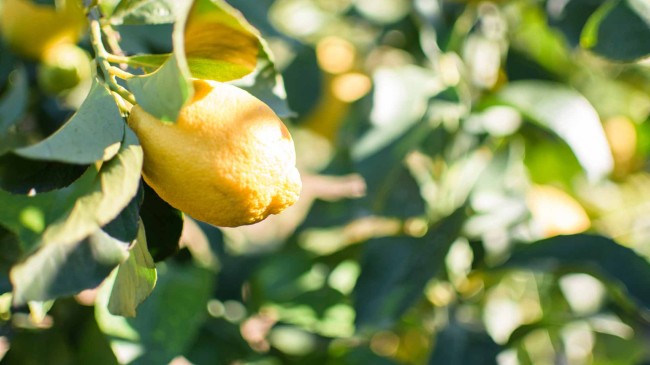 Il regista Muccino racconta la Calabria degli agrumi. Protagonista il limone di Rocca Imperiale