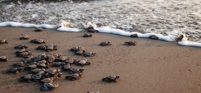 Cinquanta tartarughe sono nate sulla spiaggia di Sibari Cinquanta tartarughe sono nate sulla spiaggia di Sibari