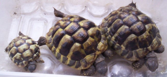 Sibari. Tartarughe abbandonate sui binari salvate da morte certa Sibari. Tartarughe abbandonate sui binari salvate da morte certa