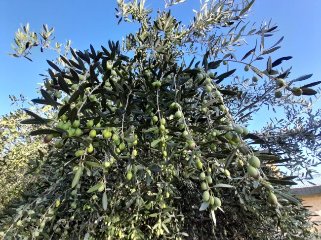 Raccolta olive in Calabria. «Produzione olio extravergine ridotta di quasi la metà»