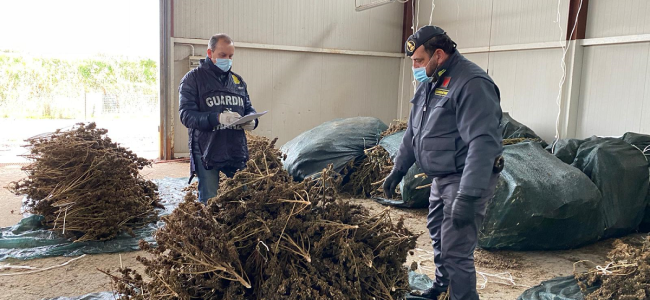 Cassano all’Ionio. Sequestrata mezza tonnellata di cannabis Cassano all’Ionio. Sequestrata mezza tonnellata di cannabis