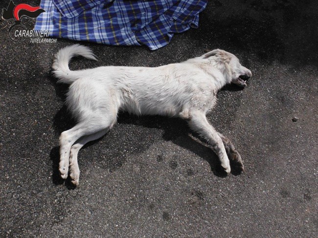 Denunciato responsabile avvelenamento cani in Sila