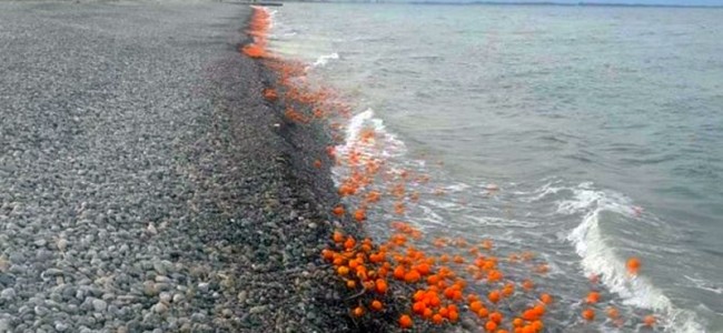 Villapiana. Clementine sulla spiaggia. Passanti pronti a raccoglierle Villapiana. Clementine sulla spiaggia. Passanti pronti a raccoglierle