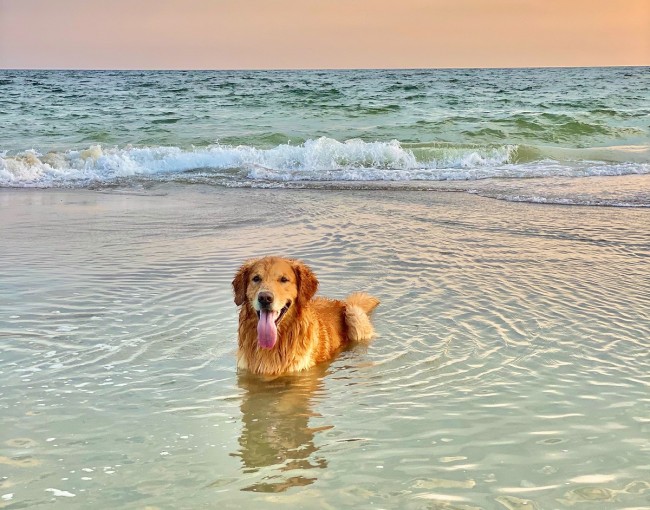 Dog beach: la scelta perfetta per chi va in vacanza con il migliore amico dell’uomo