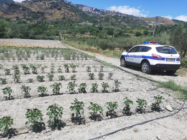 Saracena. Innaffiano orti e irrigano campi con acqua pubblica. Scattano le multe Saracena. Innaffiano orti e irrigano campi con acqua pubblica. Scattano le multe