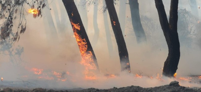 Incendio nella pineta di Sibari. Fiamme spaventano villaggi turistici Incendio nella pineta di Sibari. Fiamme spaventano villaggi turistici