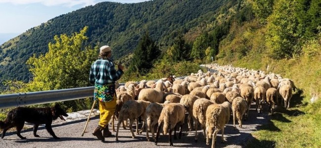 Castrovillari. Un libro sulla transumanza. Storie di uomini e animali Castrovillari. Un libro sulla transumanza. Storie di uomini e animali