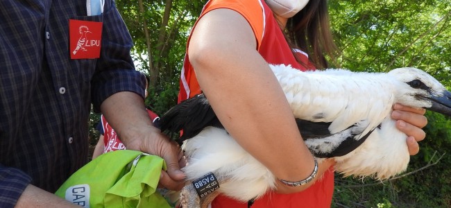 Nella Piana di Sibari la Cicogna porta il tuo nome Nella Piana di Sibari la Cicogna porta il tuo nome