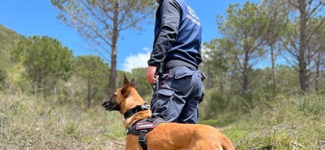 Polpette avvelenate nel Parco del Pollino. In azione i cani antiveleno Polpette avvelenate nel Parco del Pollino. In azione i cani antiveleno