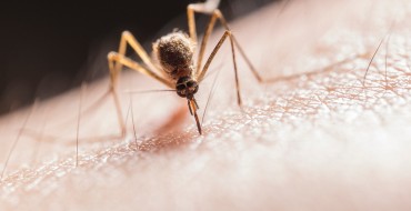 Punture di zanzare: quali sono i rimedi?