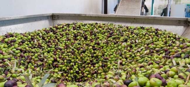 Nasce Associazione frantoi di Pollino e Sibaritide. «Ci sentiamo poco tutelati» Nasce Associazione frantoi di Pollino e Sibaritide. «Ci sentiamo poco tutelati»