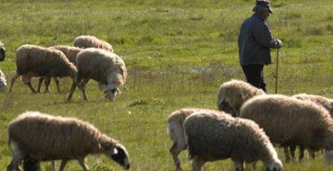 Il Parco della Sila lo custodiscono i pastori, nel segno della transumanza
