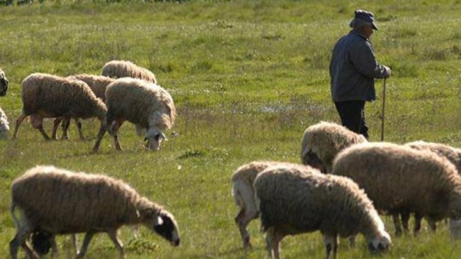 Il Parco della Sila lo custodiscono i pastori, nel segno della transumanza