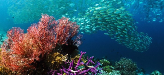 Roseto. A lezione di biodiversità. Studenti ed esperti a confronto per la difesa del mare Roseto. A lezione di biodiversità. Studenti ed esperti a confronto per la difesa del mare