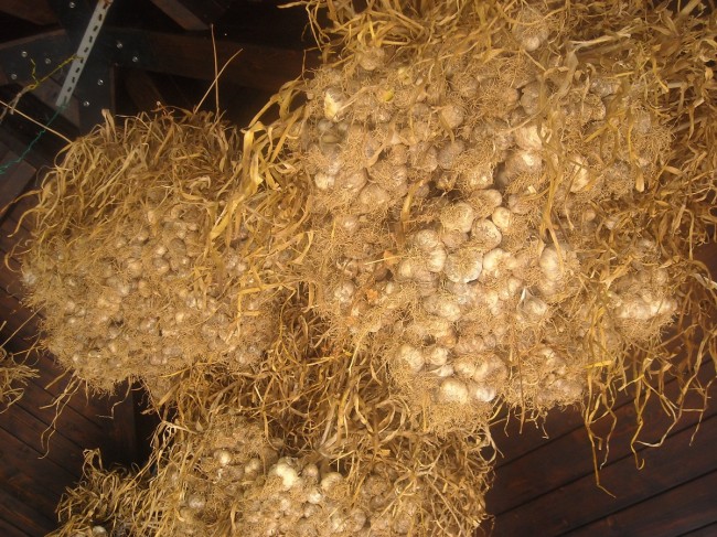 La biodiversità dell’aglio di Laino Borgo: una risorsa per lo sviluppo La biodiversità dell’aglio di Laino Borgo: una risorsa per lo sviluppo