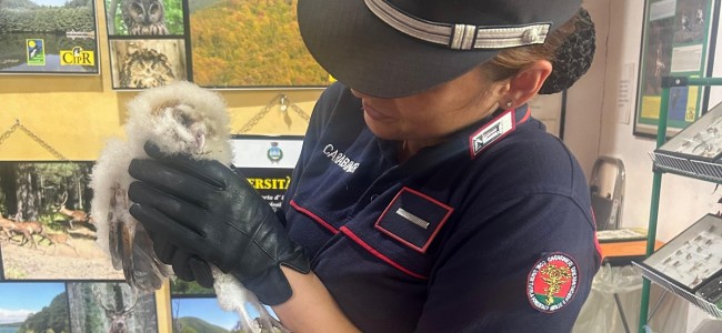 Tortora. Pullo di barbagianni ferito recuperato tra la vegetazione Tortora. Pullo di barbagianni ferito recuperato tra la vegetazione