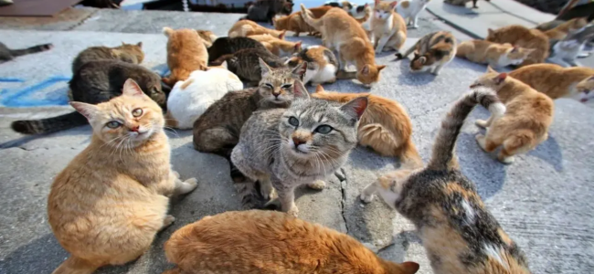 Cassano. A Marina e Laghi di Sibari due colonie feline riconosciute dall’Asp Cassano. A Marina e Laghi di Sibari due colonie feline riconosciute dall’Asp