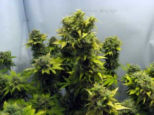marijuana