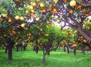 Vigne di Trebisacce