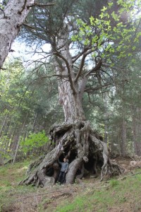 PINO-LARICIO longobucco