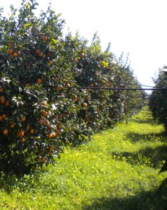 FOTO PAG. 19