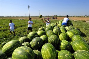 agricoltura