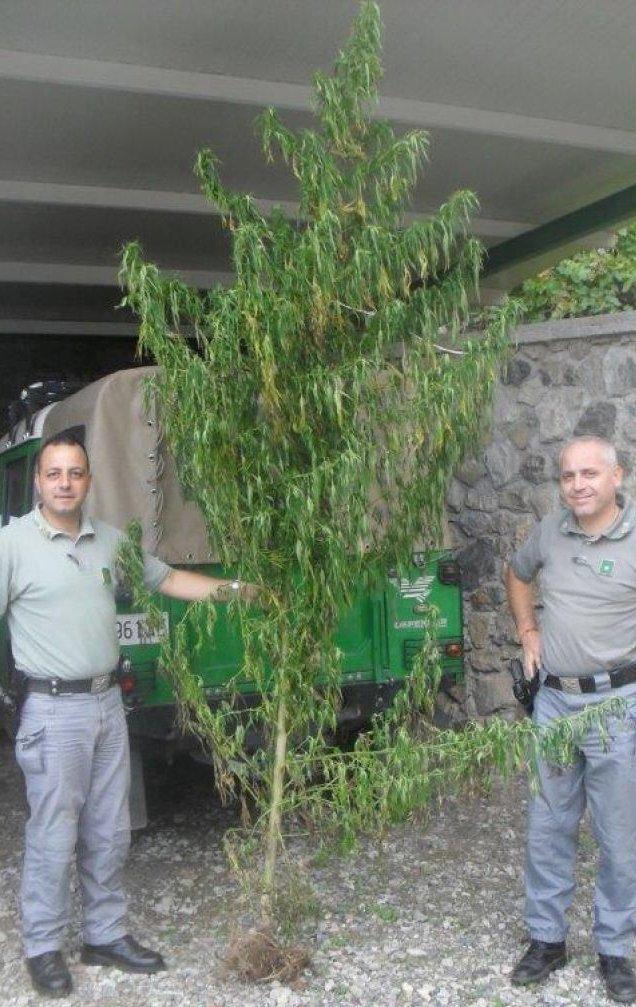 Sant'Agata d'Esaro, Forestale scova pianta di cannabis di ...