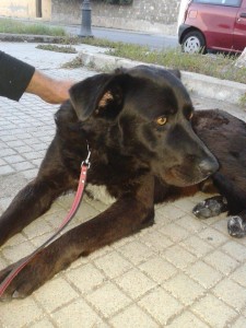 Nettuno cane 2