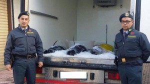 Il tonno rosso sequestrato dalla Guardia di Finanza