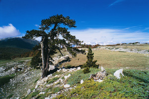 parco pollino pino loricato