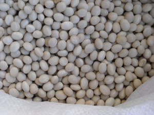 foto1b - GRANELLA DI FAGIOLO POVERELLO BIANCO