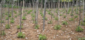 foto2-COLTURA DI FAGIOLO POVERELLO BIANCO SEMINATO, COME NELLA TRADIZIONE, A POSTARELLE, CON UN PALETTO PER OGNI POSTARELLA