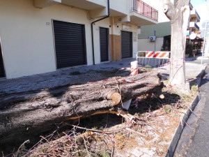Albero sradicato in Viale S. Angelo a Rossano (foto di Antonio le Fosse) 