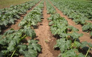 Coltura di zucchine