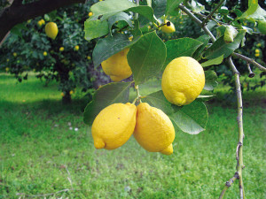 limoni 1