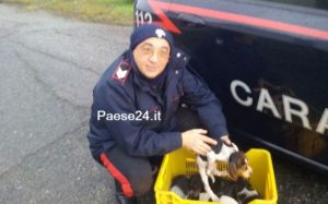 Madera con i cuccioli francavilla