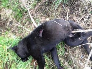 Cagnolina uccisa